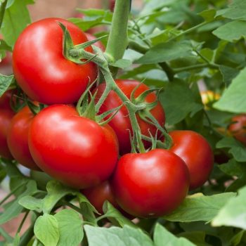Saison des tomates