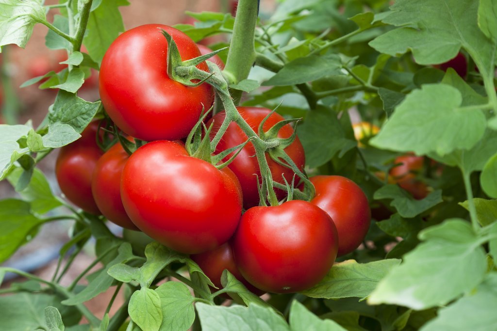 Est-ce encore possible de manger de bonnes tomates?