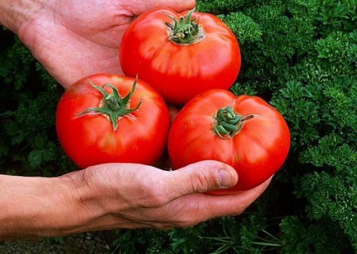 Cotés bénéfiques et sombres de la tomate